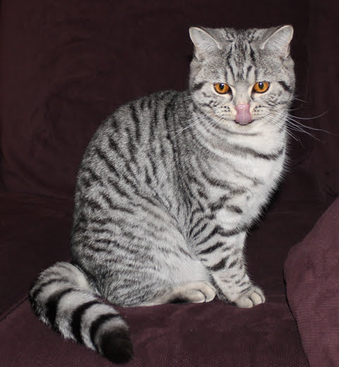 Chaton-british-tabby-langue-de-chat-45