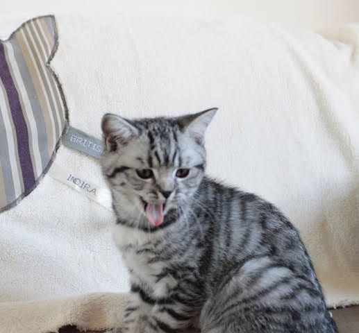 Chaton-british-tabby-langue-de-chat-46