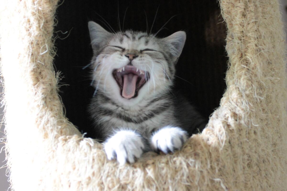Chaton-british-tabby-langue-de-chat-47