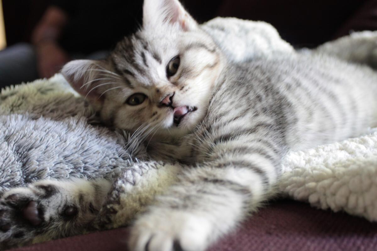 Chaton-british-tabby-langue-de-chat-48