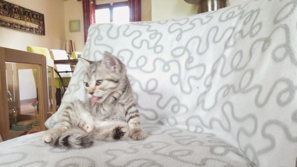 Chaton-british-tabby-langue-de-chat-5