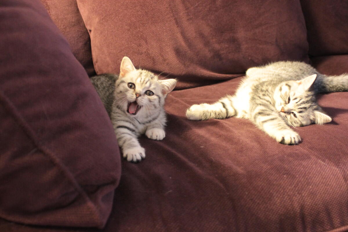 Chaton-british-tabby-langue-de-chat-50