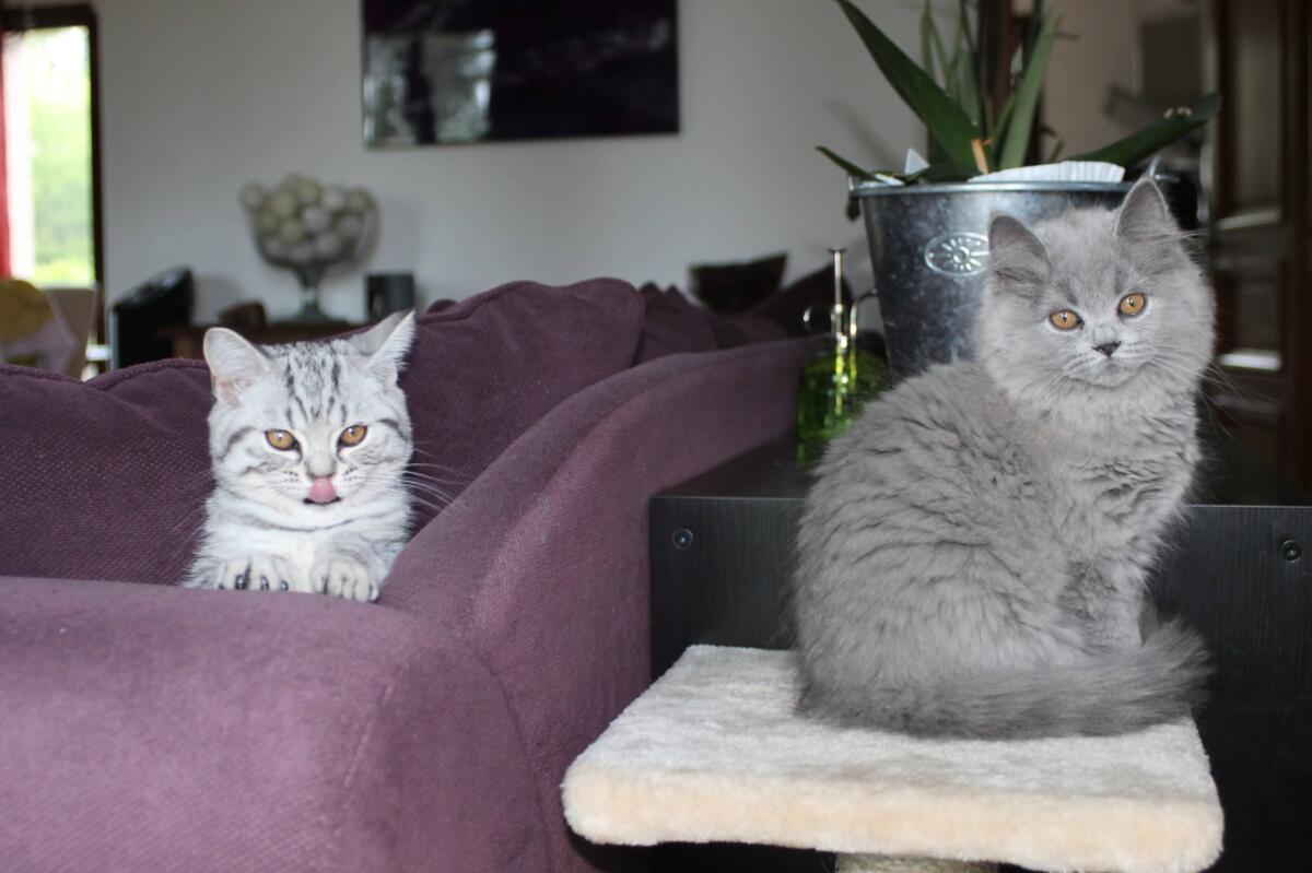 Chaton-british-tabby-langue-de-chat-51