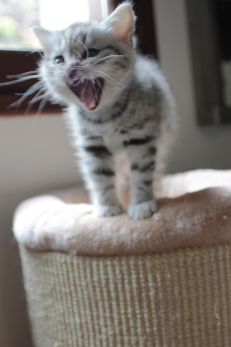 Chaton-british-tabby-langue-de-chat-52
