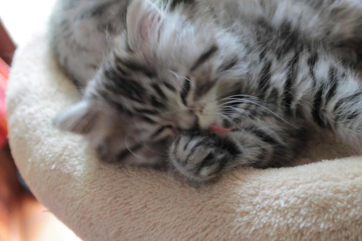 Chaton-british-tabby-langue-de-chat-55