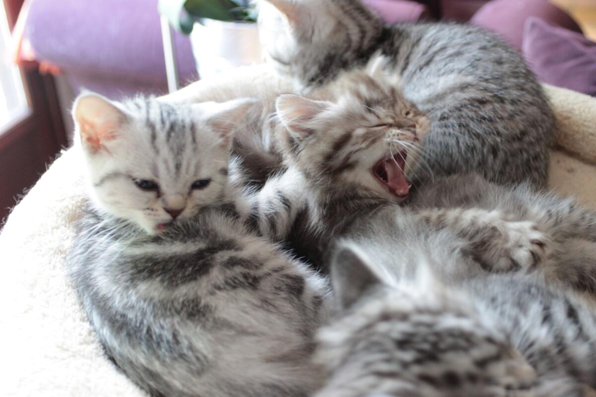 Chaton-british-tabby-langue-de-chat-56