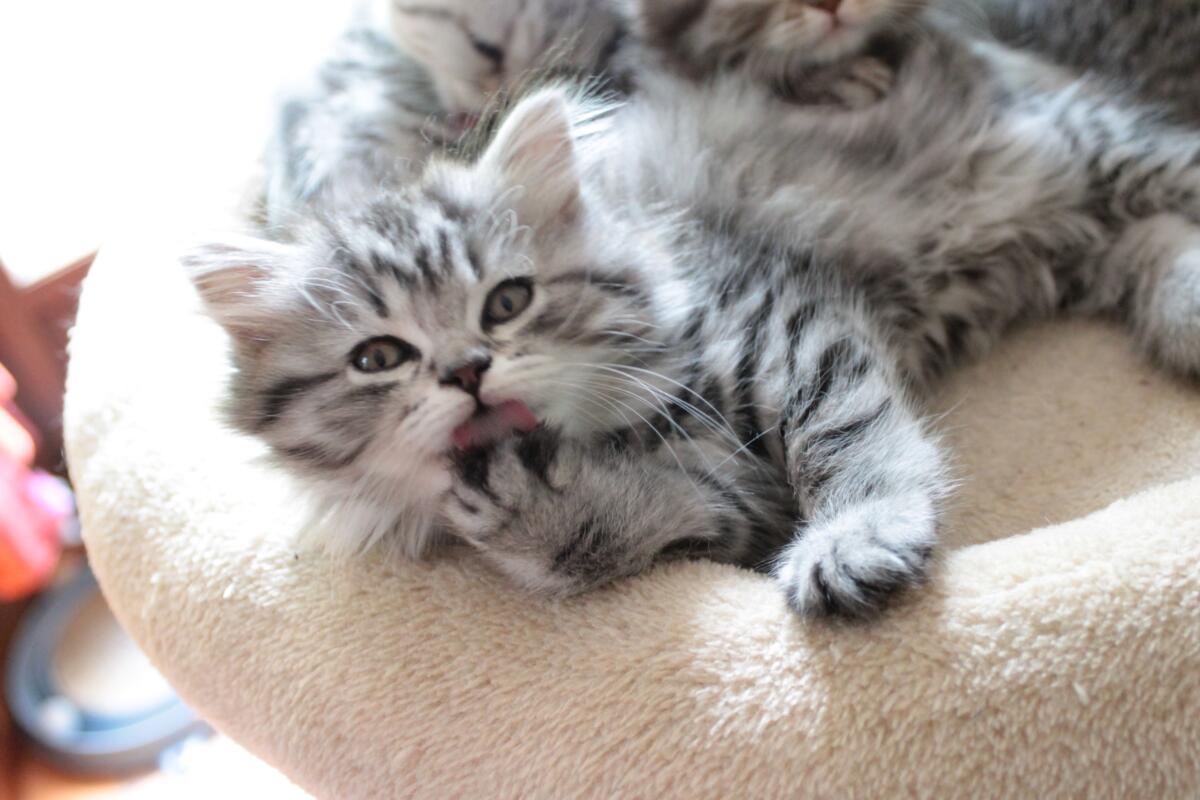 Chaton-british-tabby-langue-de-chat-57