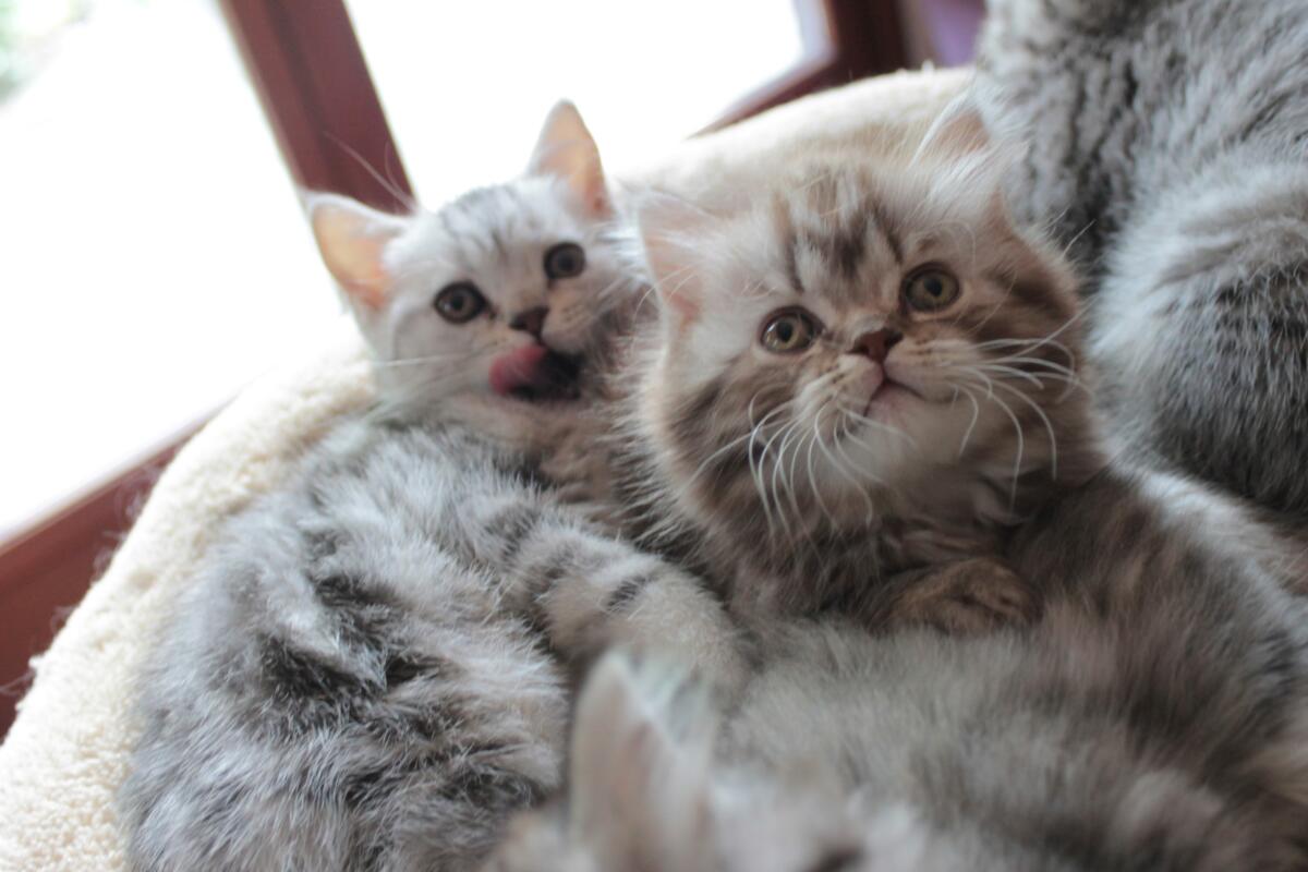 Chaton-british-tabby-langue-de-chat-58
