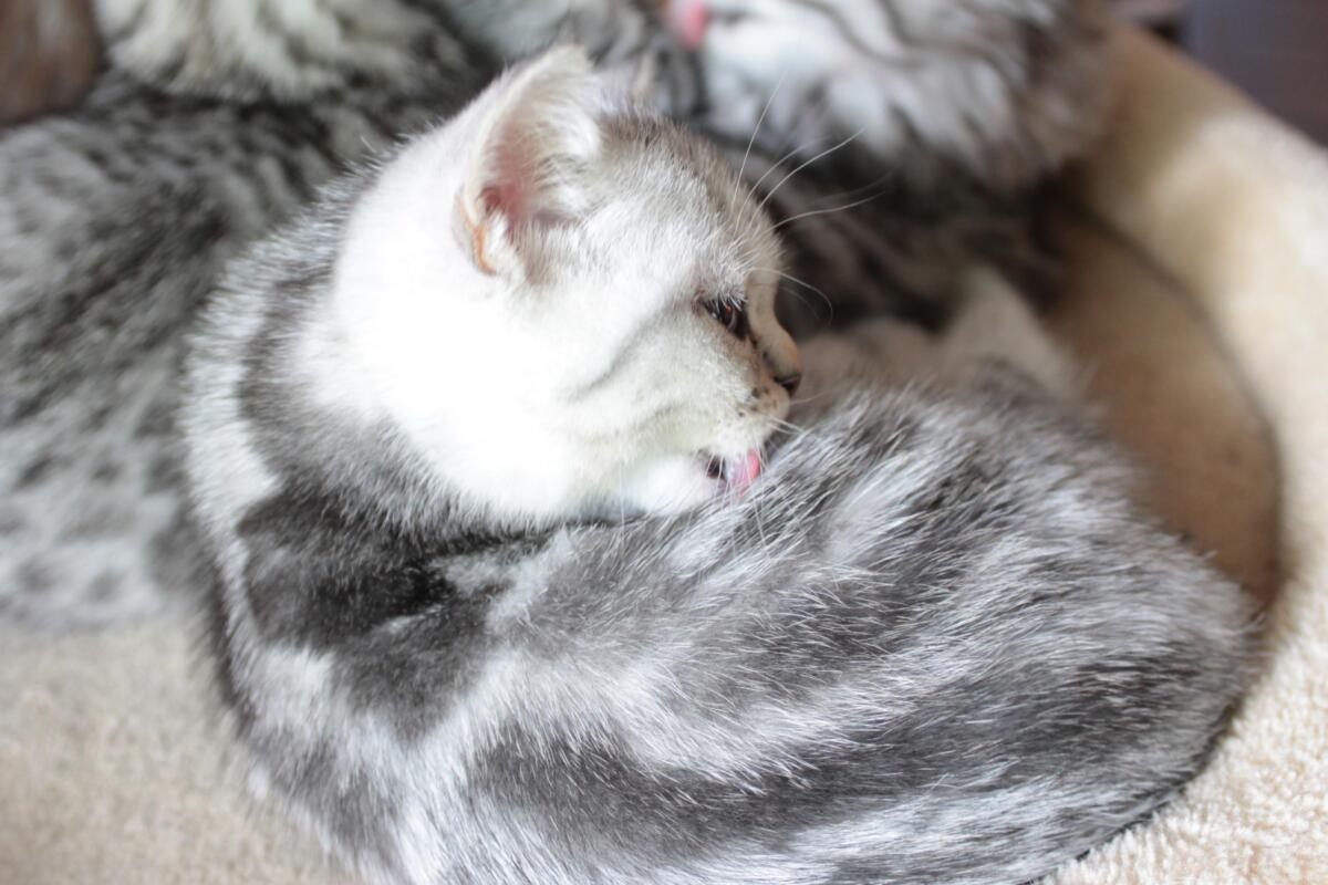 Chaton-british-tabby-langue-de-chat-59