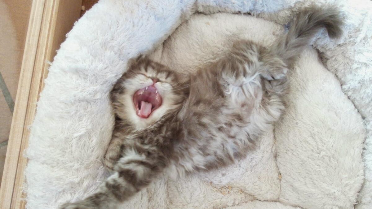 Chaton-british-tabby-langue-de-chat-6