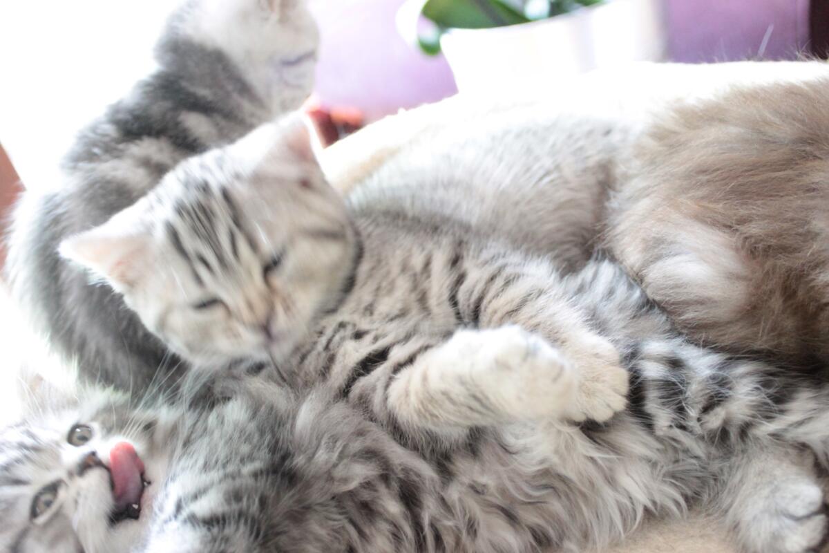 Chaton-british-tabby-langue-de-chat-60