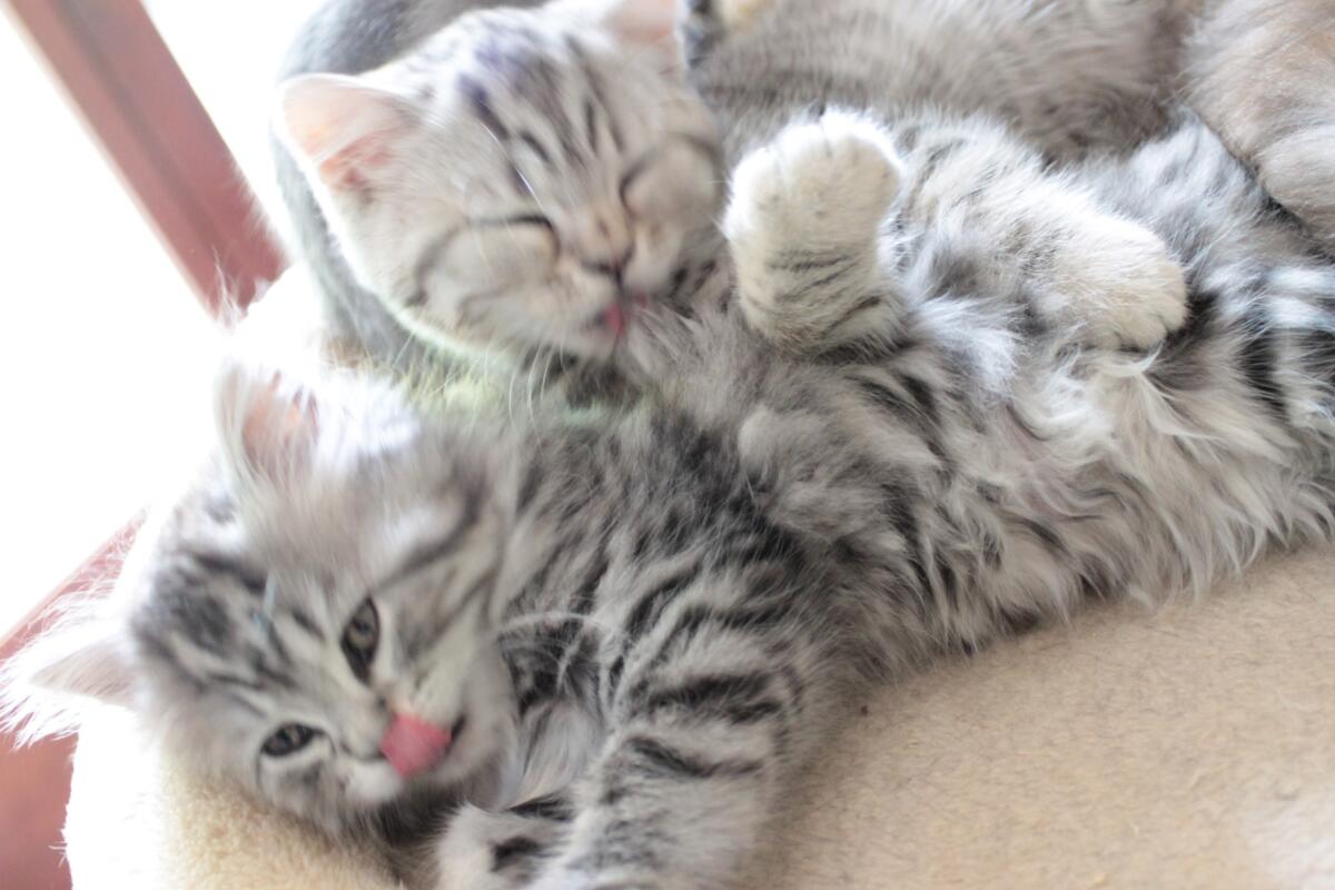 Chaton-british-tabby-langue-de-chat-61