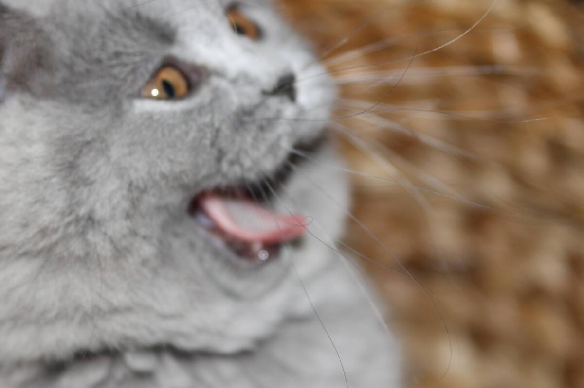 Chaton-british-tabby-langue-de-chat-62