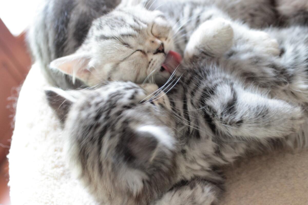 Chaton-british-tabby-langue-de-chat-64