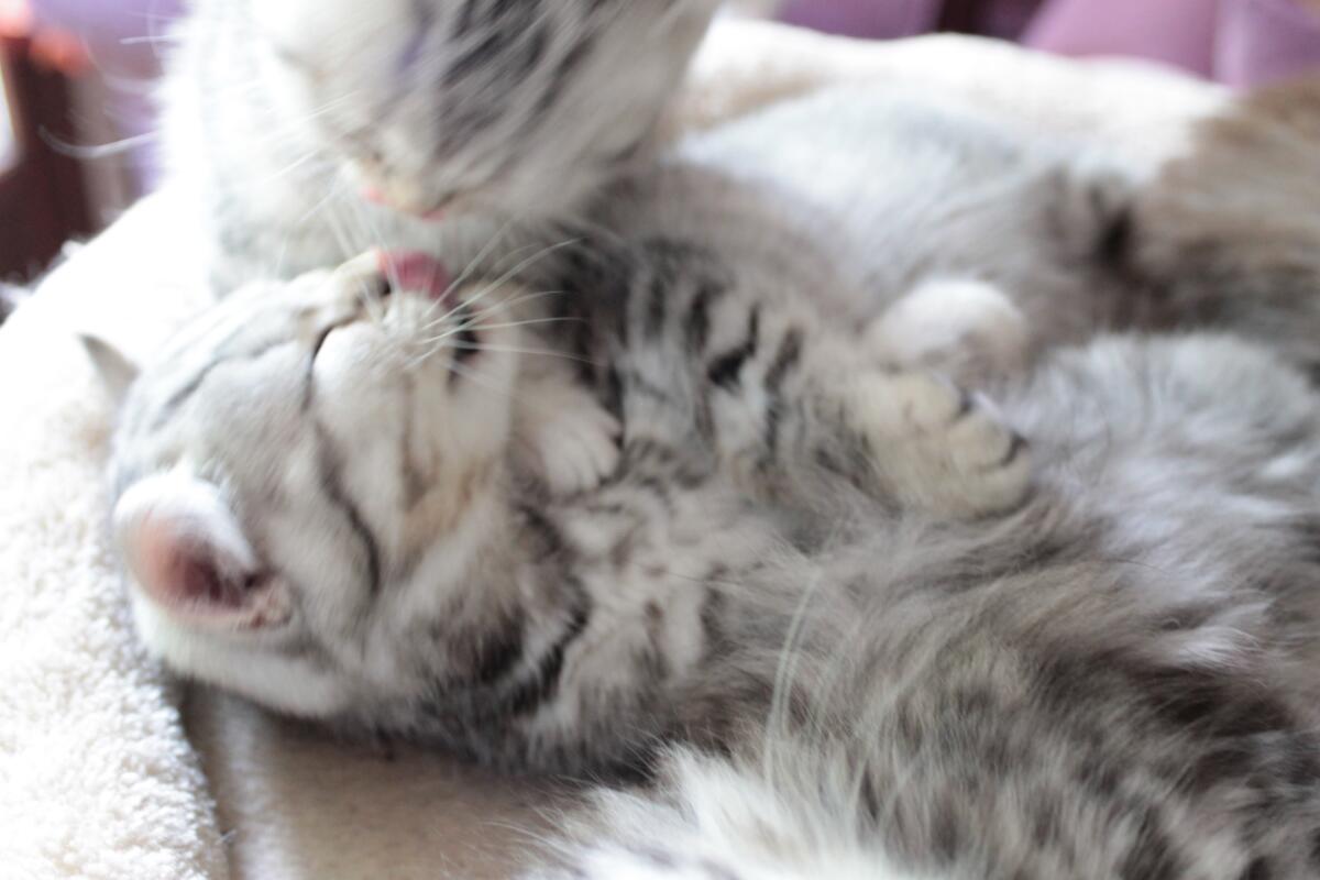Chaton-british-tabby-langue-de-chat-65