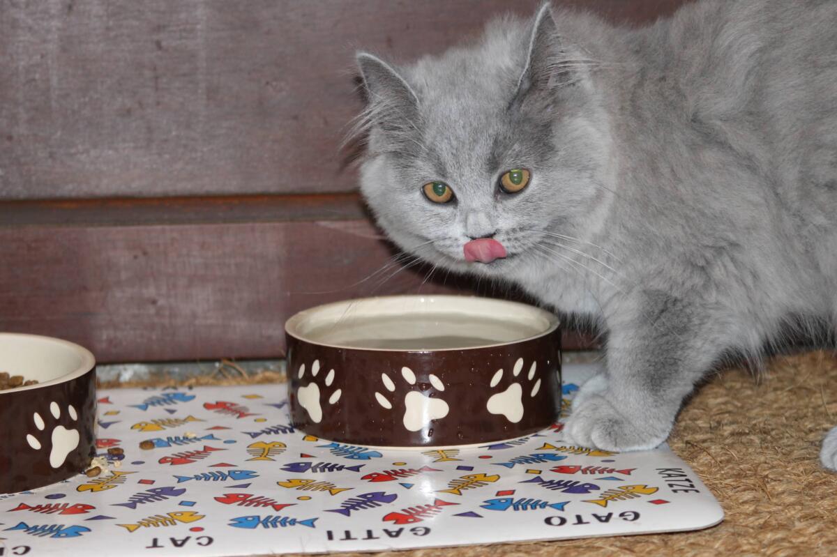 Chaton-british-tabby-langue-de-chat-67