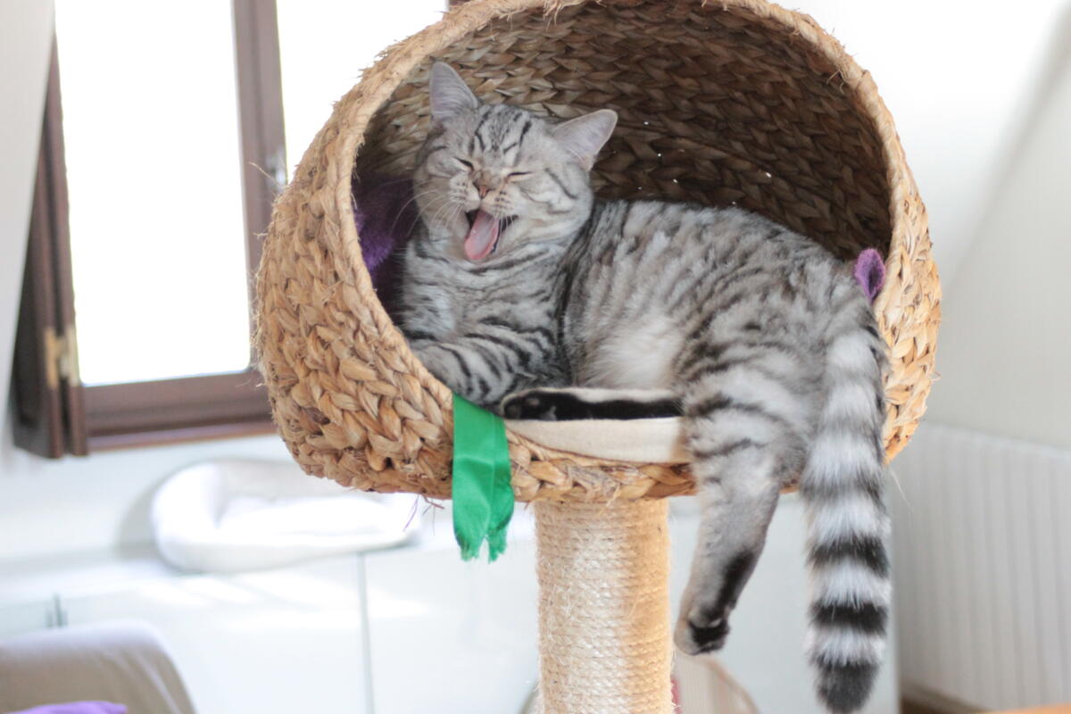 Chaton-british-tabby-langue-de-chat-68