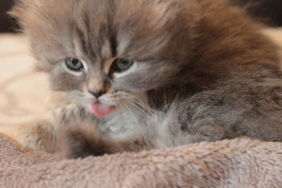 Chaton-british-tabby-langue-de-chat-70