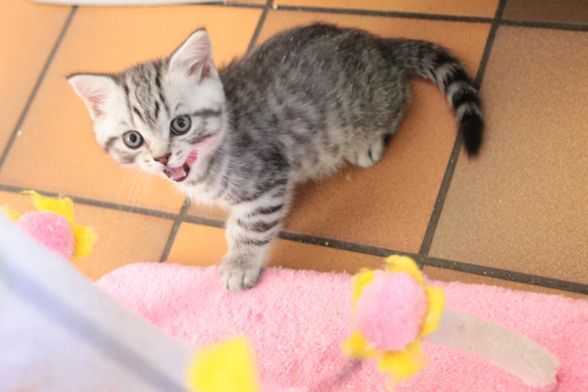 Chaton-british-tabby-langue-de-chat-71