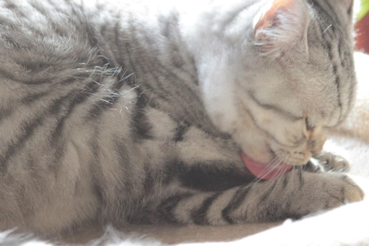 Chaton-british-tabby-langue-de-chat-72