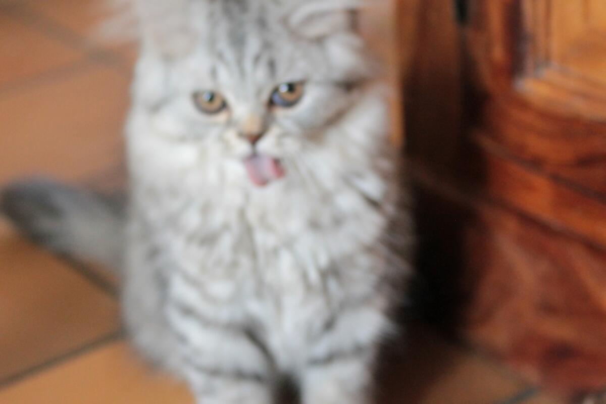 Chaton-british-tabby-langue-de-chat-73