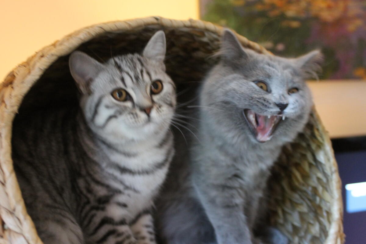 Chaton-british-tabby-langue-de-chat-75