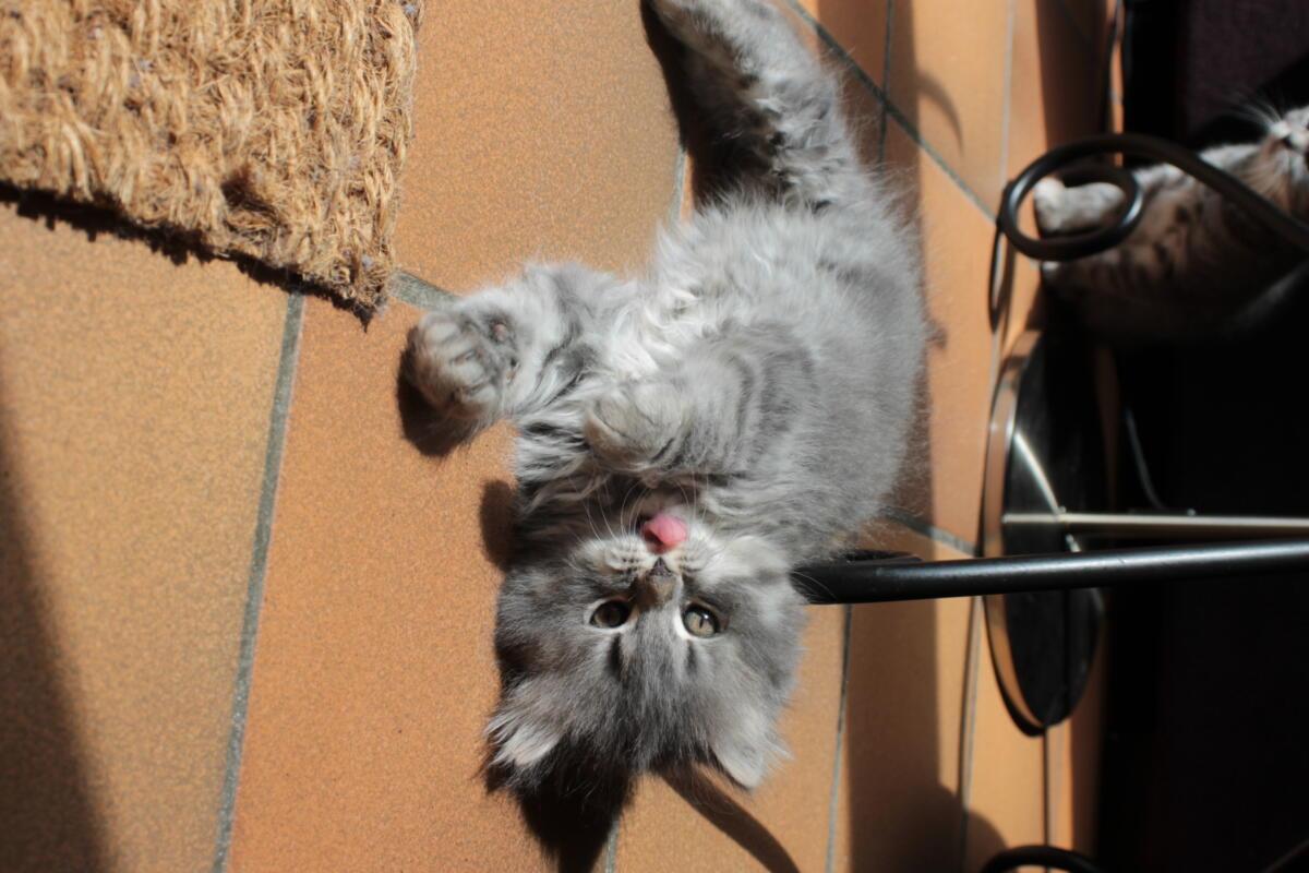 Chaton-british-tabby-langue-de-chat-76
