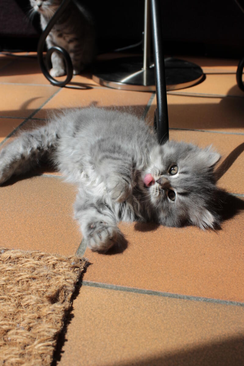 Chaton-british-tabby-langue-de-chat-77