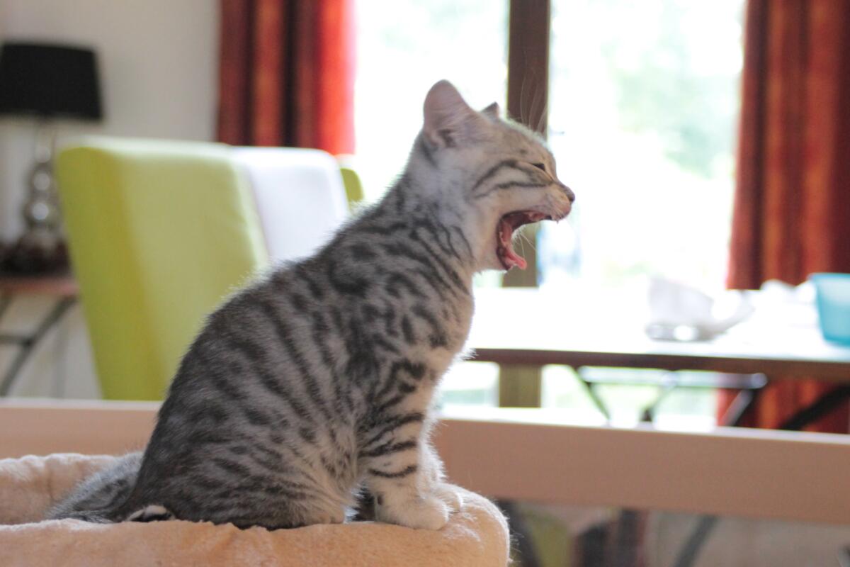 Chaton-british-tabby-langue-de-chat-79