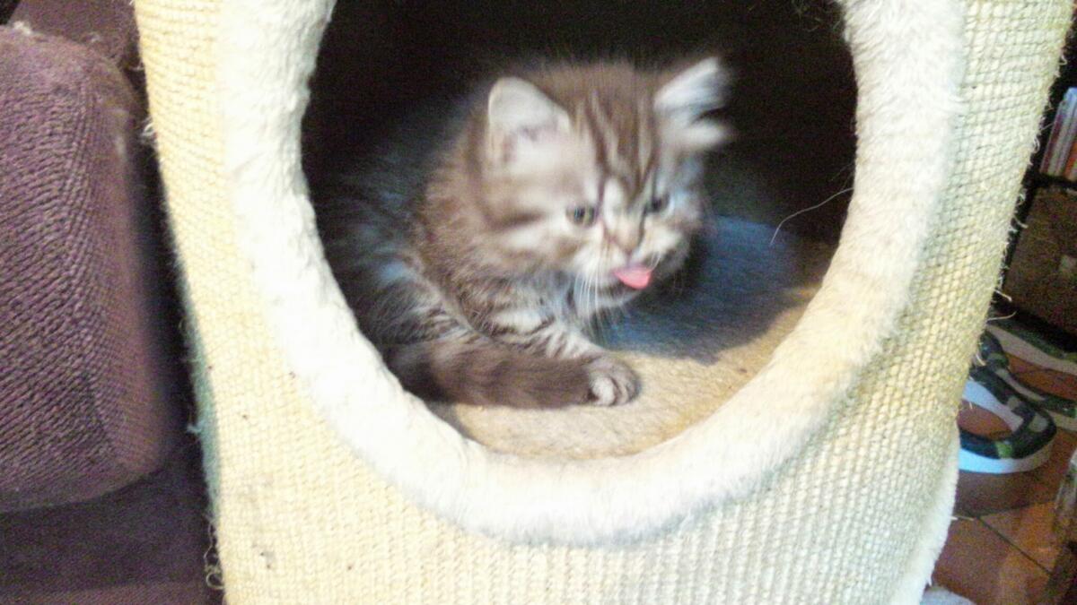 Chaton-british-tabby-langue-de-chat-8