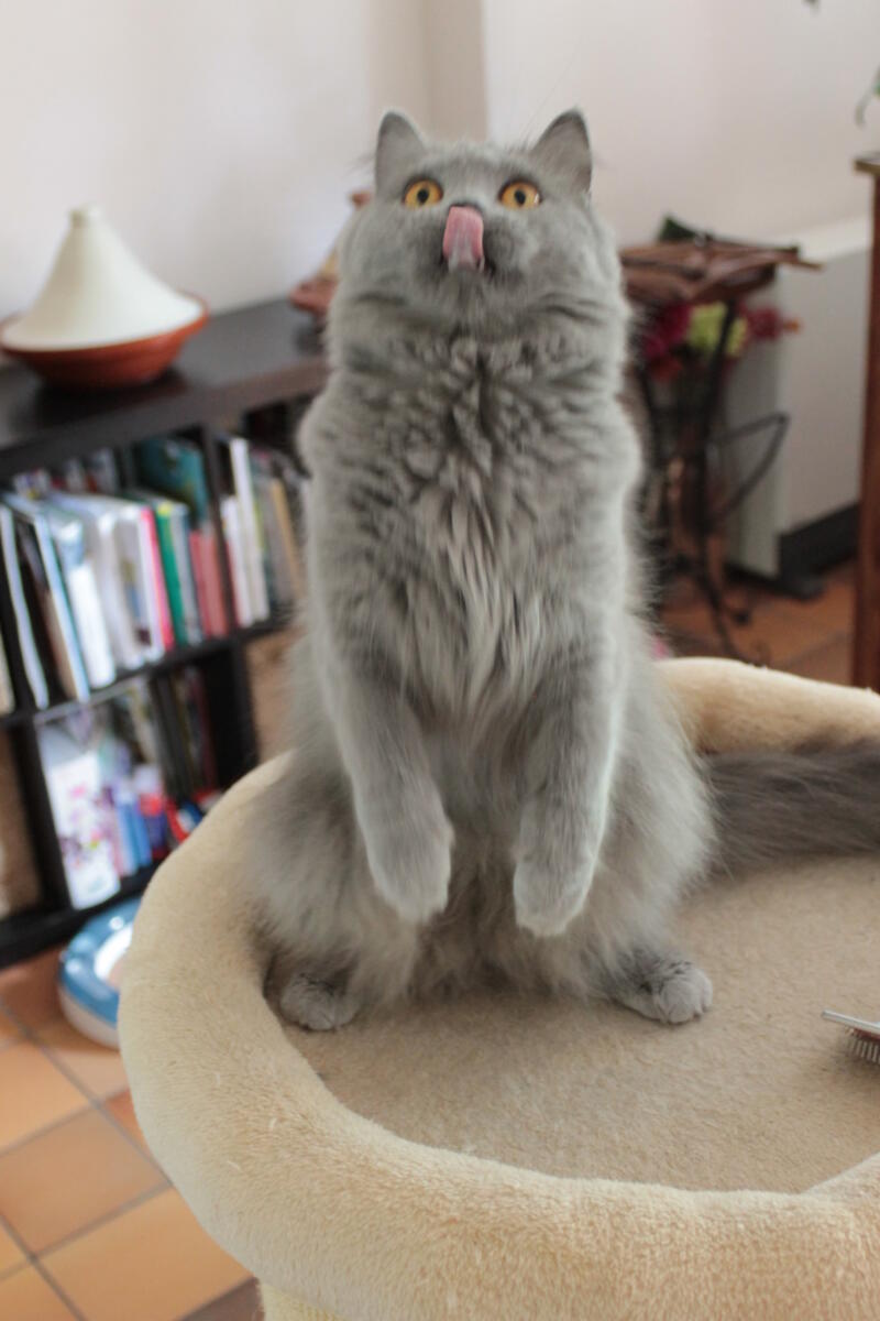 Chaton-british-tabby-langue-de-chat-81