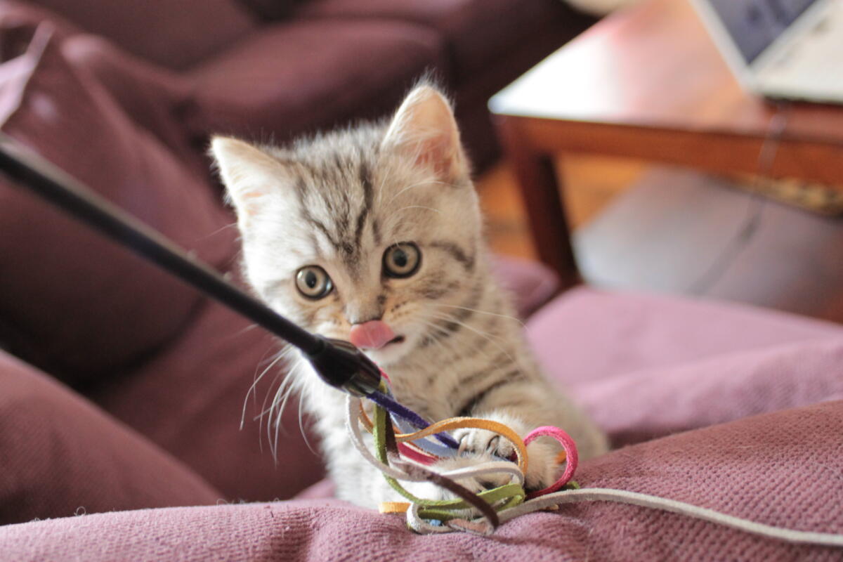 Chaton-british-tabby-langue-de-chat-82