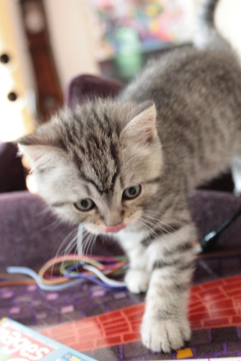 Chaton-british-tabby-langue-de-chat-83