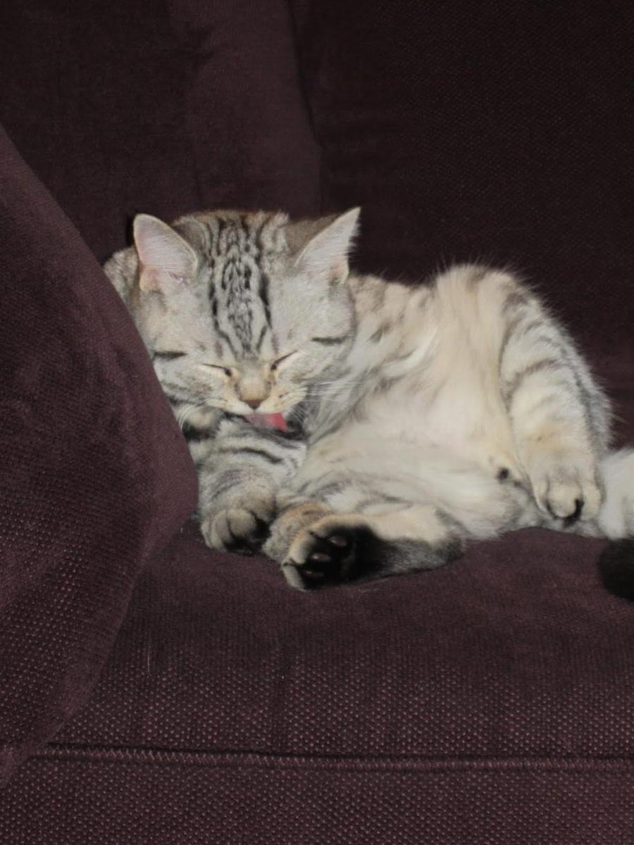 Chaton-british-tabby-langue-de-chat-86