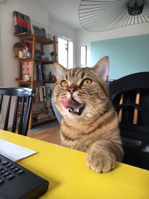 Chaton-british-tabby-langue-de-chat-87