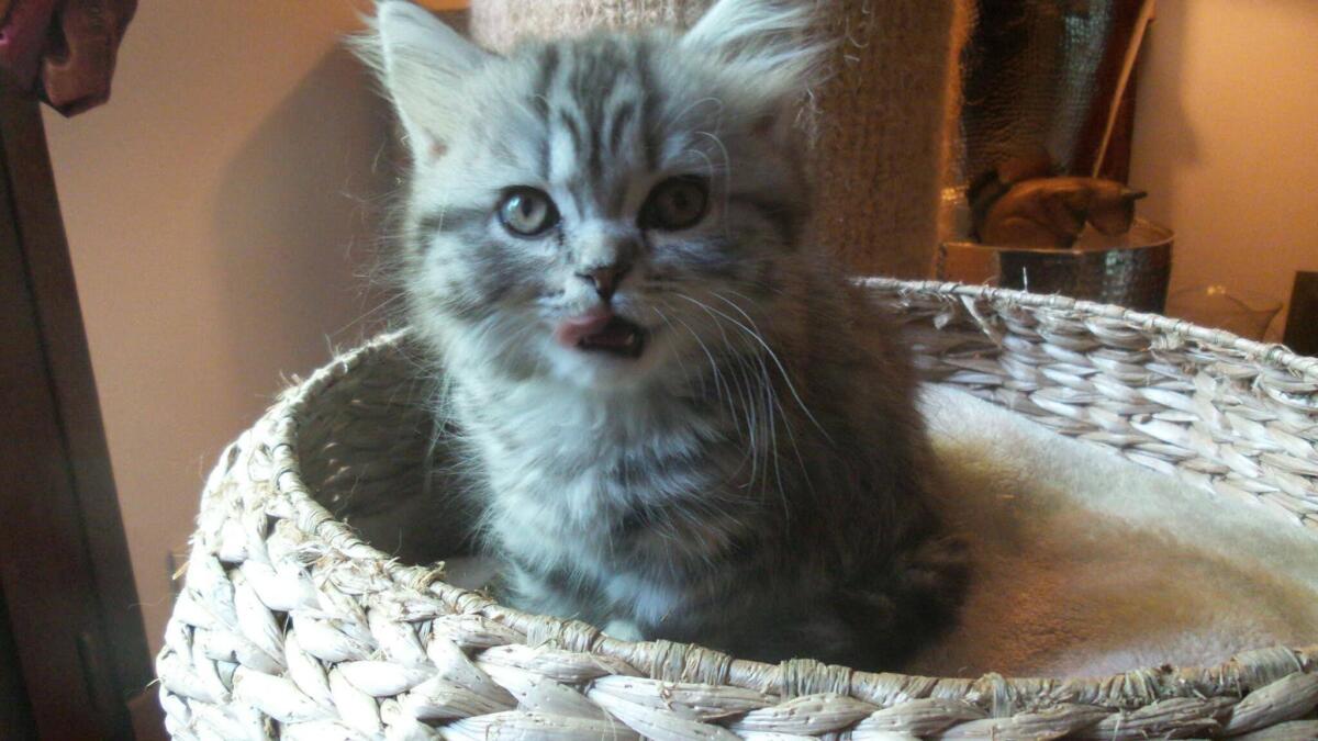 Chaton-british-tabby-langue-de-chat-9