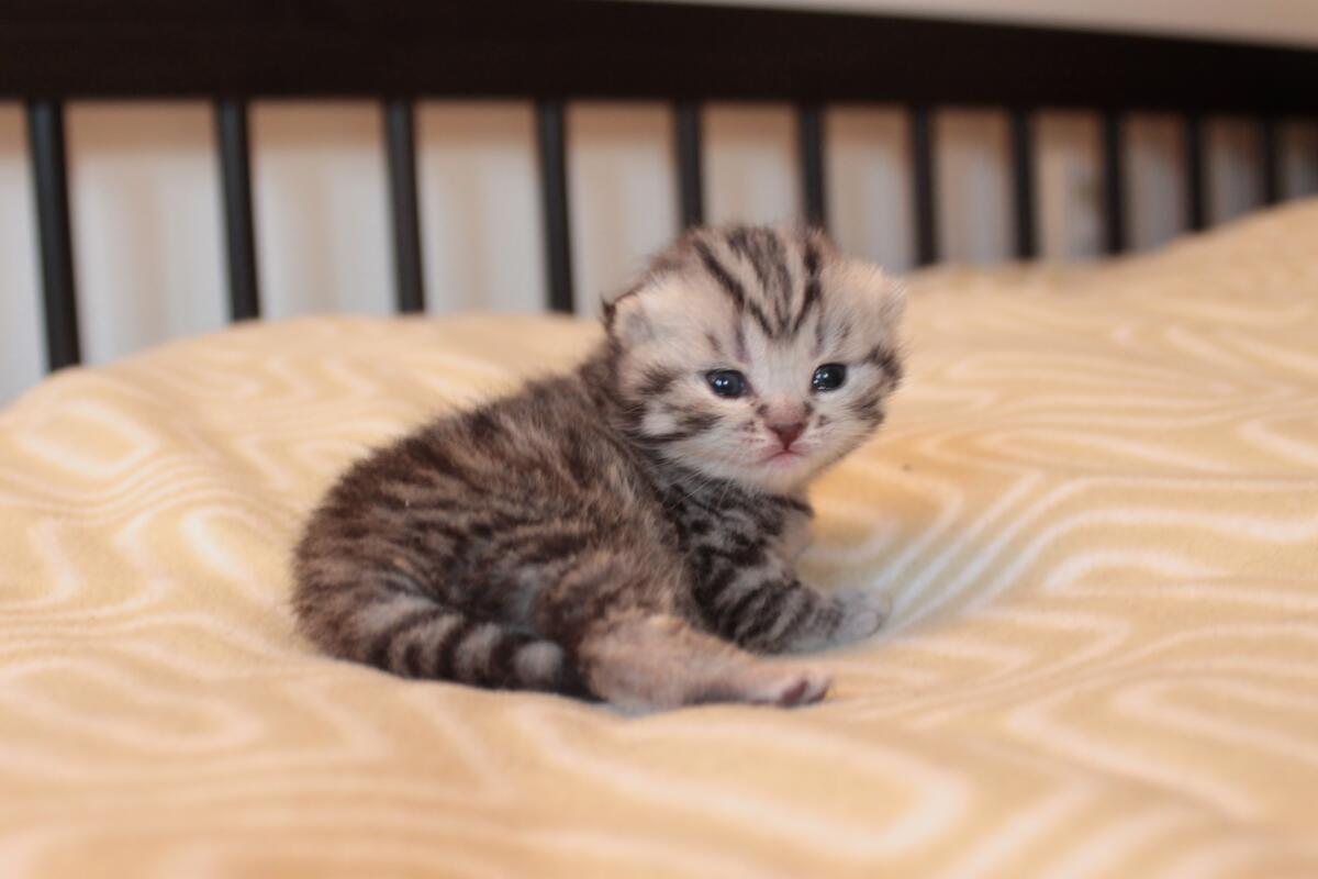 chaton-black-silver-tabby-BritishsGarden-Loof-naissance-2015