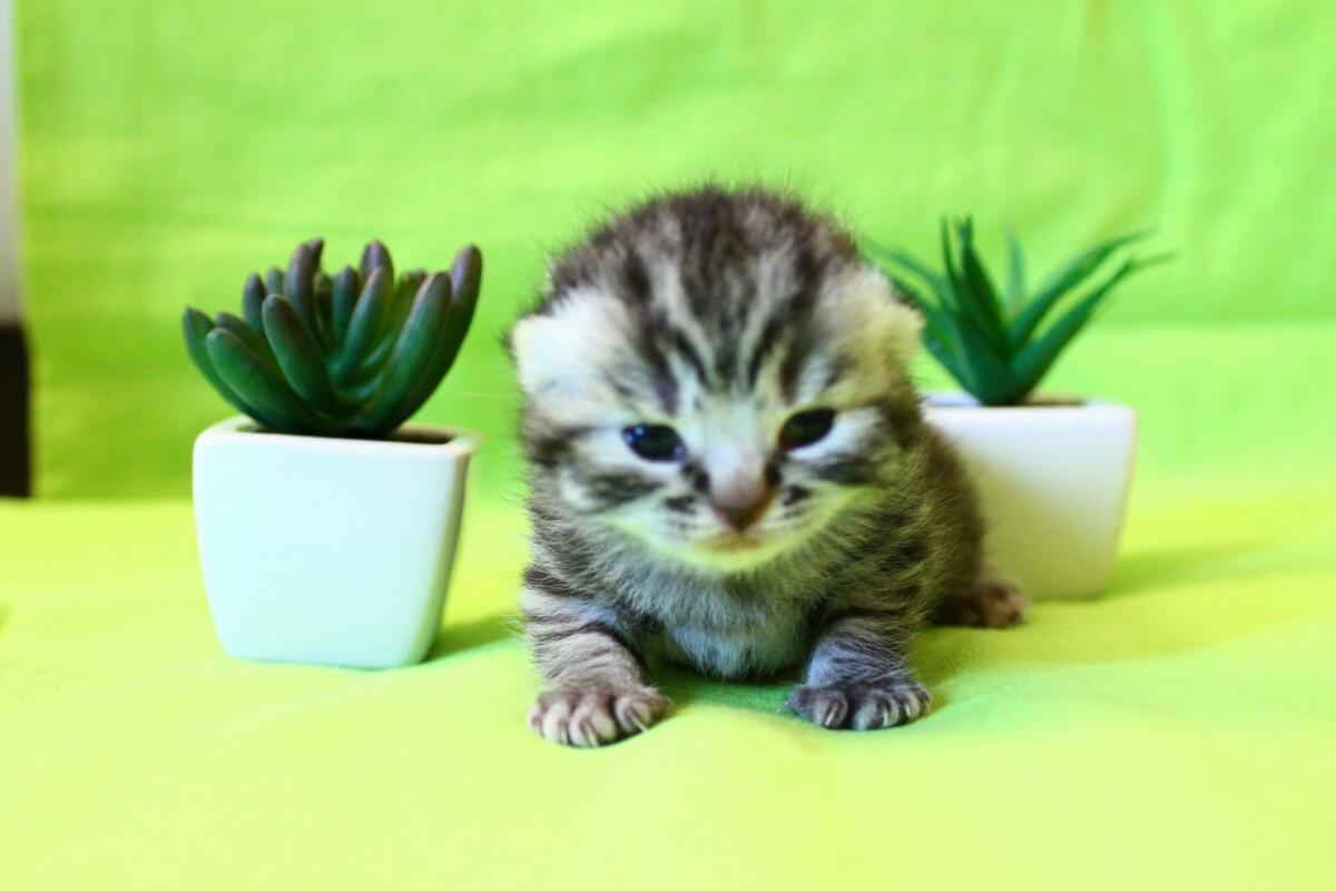 chaton-black-silver-tabby-de-BritishsGarden-2013