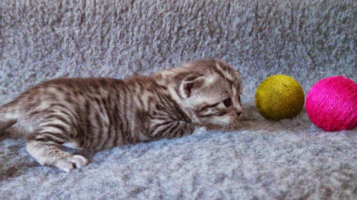 chaton-black-silver-tabby-de-BritishsGarden-2015