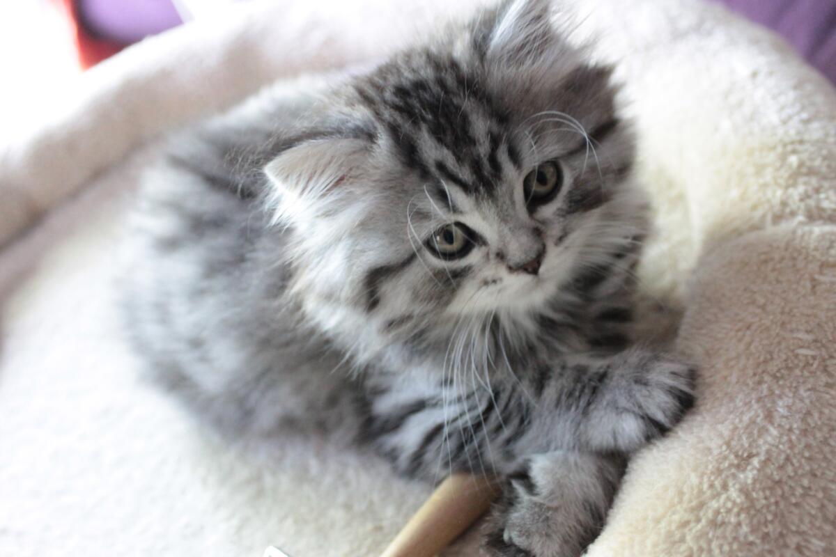 chaton-black-silver-tabby-longhair-robe-Michelangelo-2015