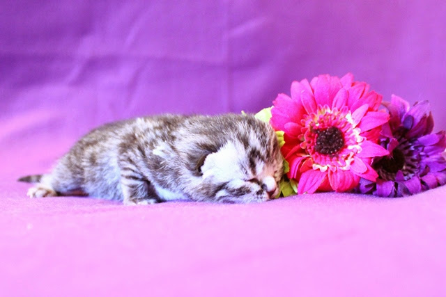 chaton-black-silver-tabby-spotted-de-BritishsGarden-2013