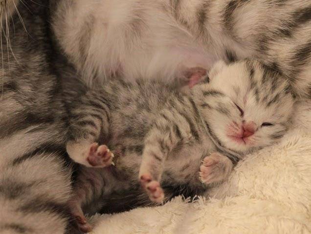 chaton-british-Bebe-black-silver-shorthair-tabby-et-maman-Harmony