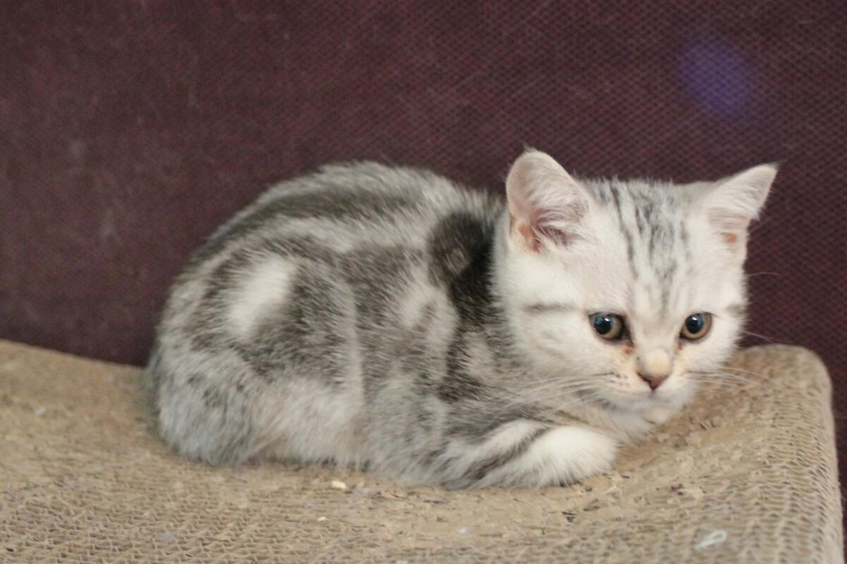 chaton-british-black-silver-blotched-tabby-Liberty-2015