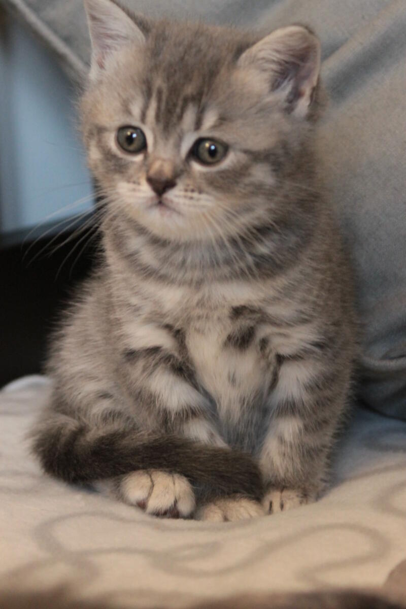 chaton-british-bleu-silver-tabby-shorthair-Jinger-de-britishsGarden-2014