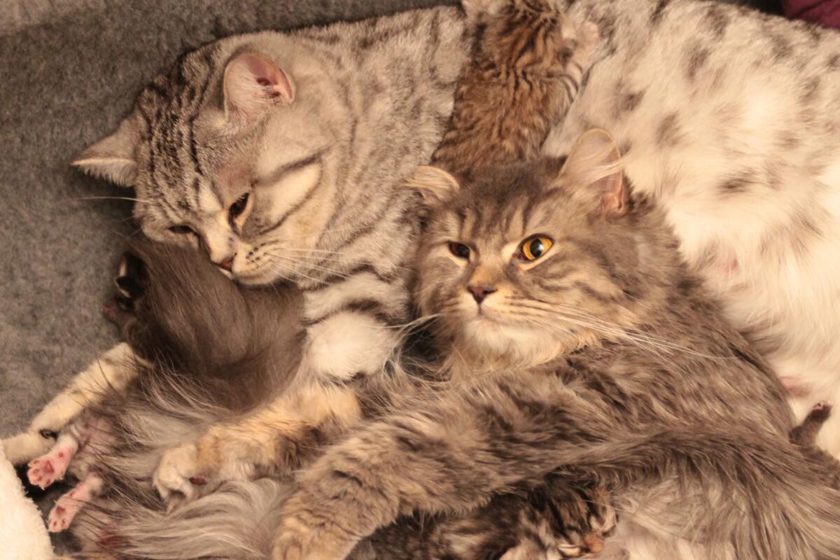 chaton-british-elevage-shorthair-longhair-naissances-2015-Harmony-et-Jolly-Roger