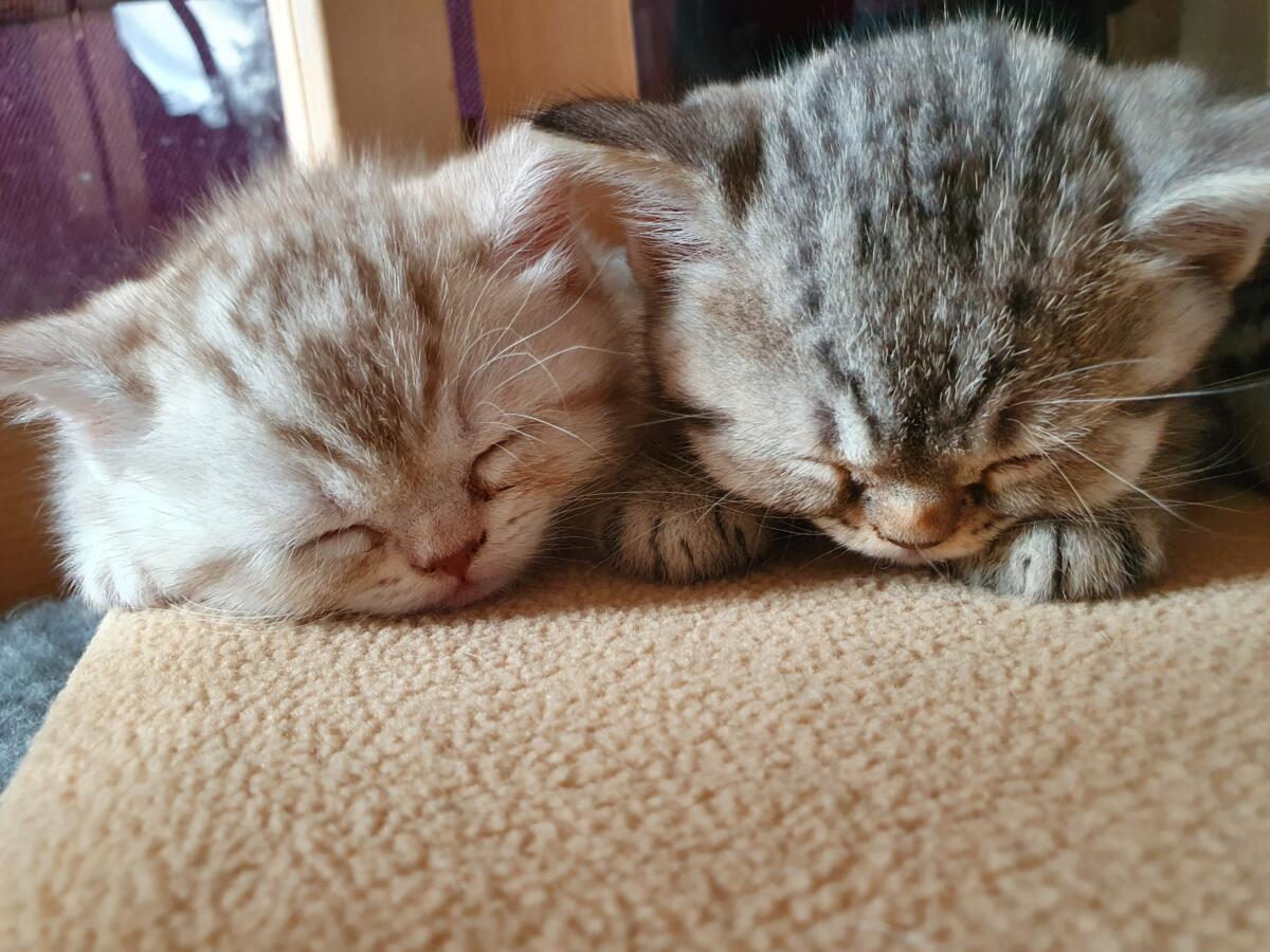 chatons-Loof-british-silver-tabby-shorthair-Scarlett-et-Sparrow-2021
