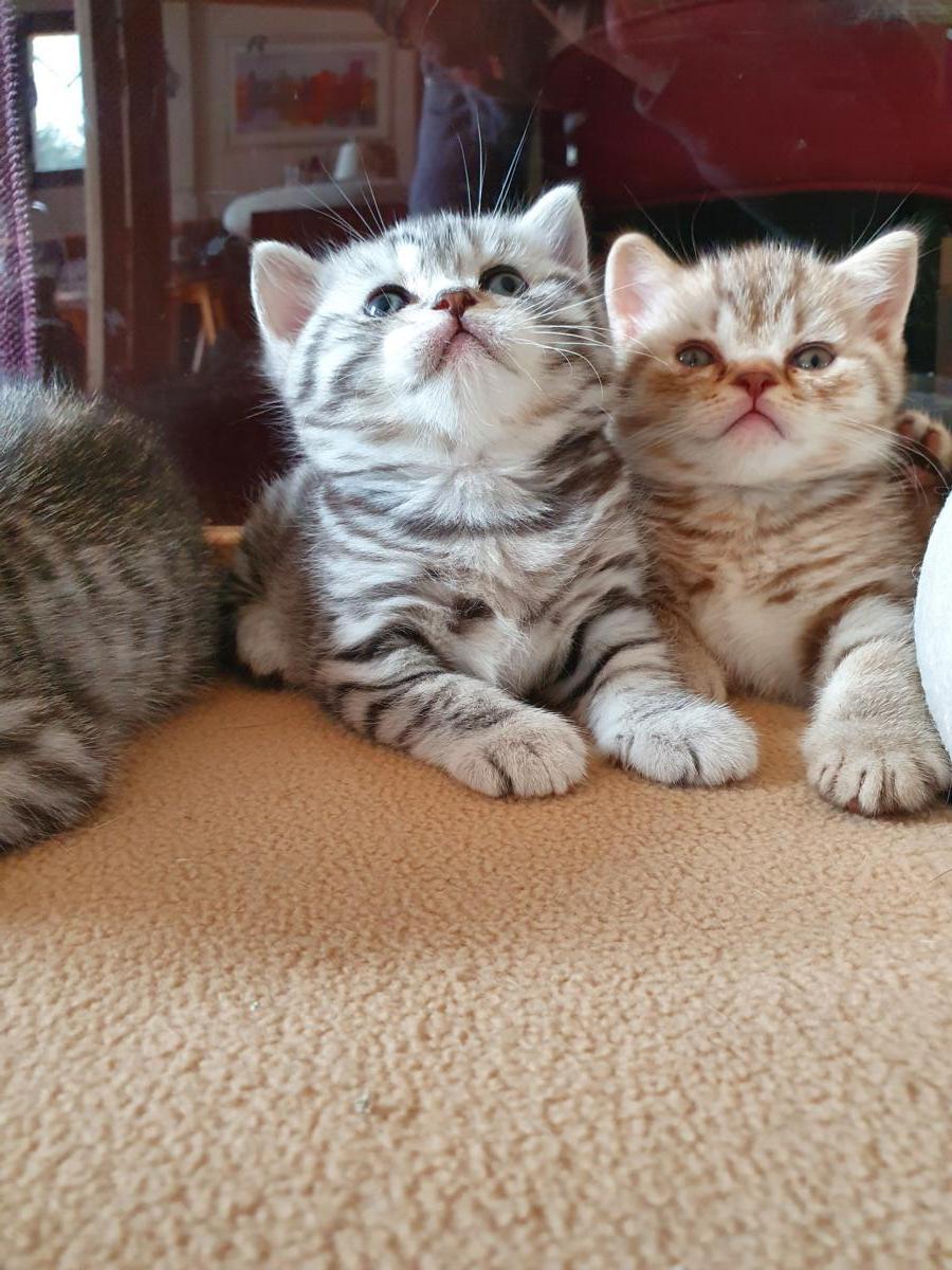 chatons-Loof-british-silver-tabby-shorthair-Sharly-et-Sparrow-portee-S-2021-DD