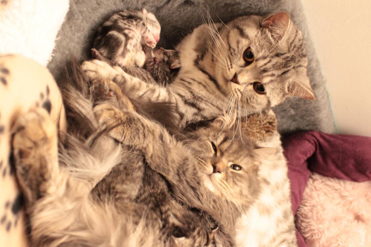 chatons-british-naissances-2015-Harmony-et-jolly-Roger