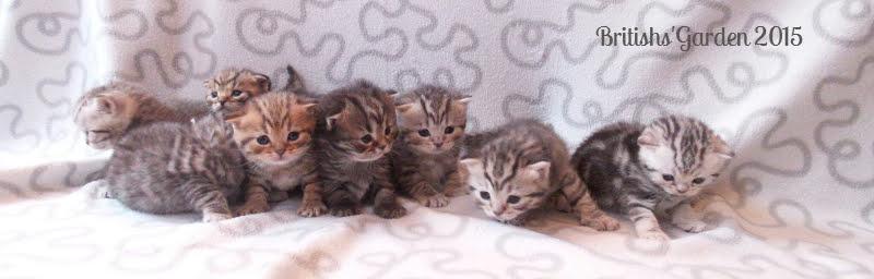 elevage-de-chaton-british-tabby-shorthair-et-longhair-naissance-2015