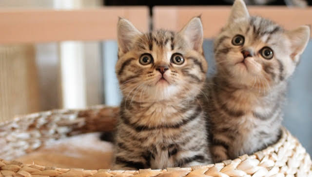 elevage-de-chatons-british-tabby-ile-de-France